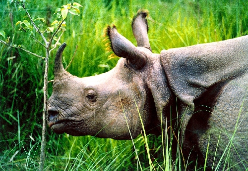 Indian Rhinoceros